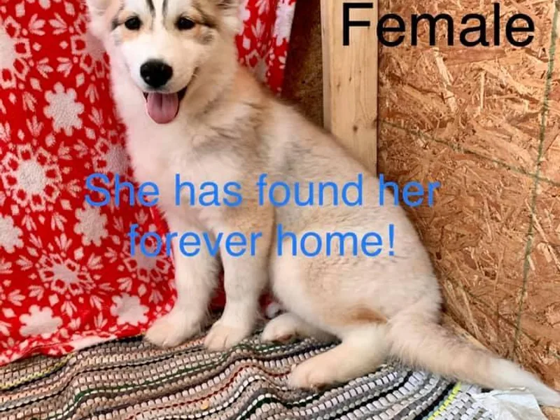 Erica Massie's Siberian Huskies