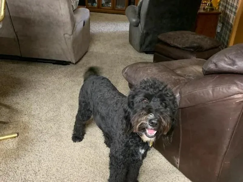 Erickson Bernedoodle! photo 1
