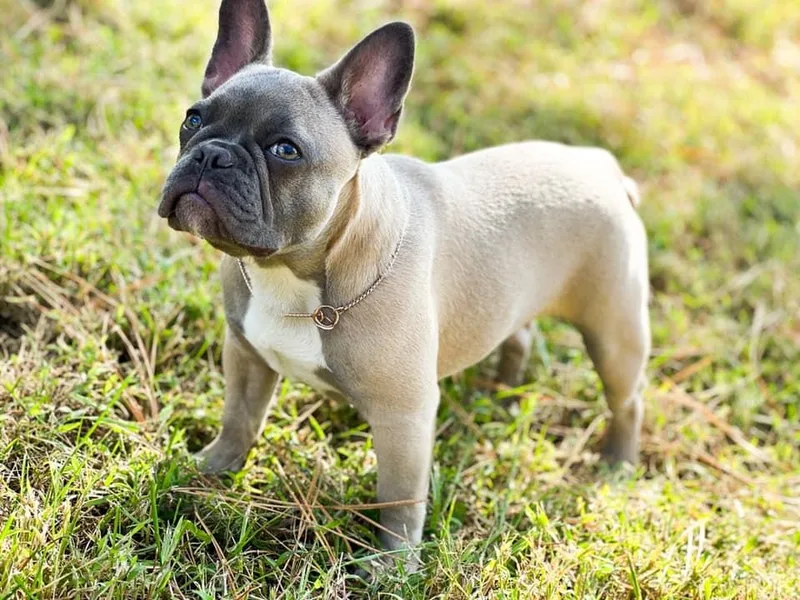 Erika's French Bulldogs