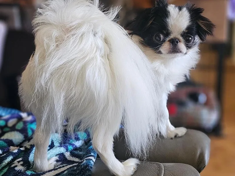 Erin &amp; Friends Japanese Chin