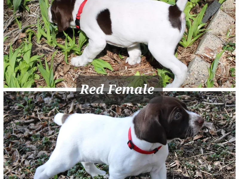 Erin Eustice's German Shorthaired Pointers