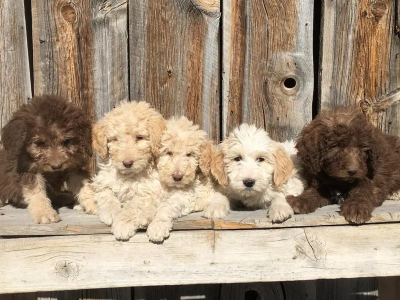 Erin Knight's Labradoodles