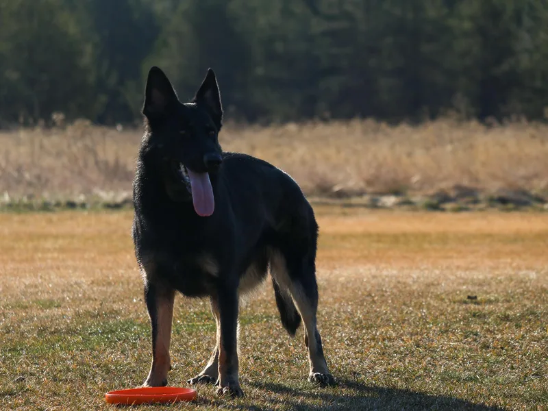Erin Zahler's German Shepherds