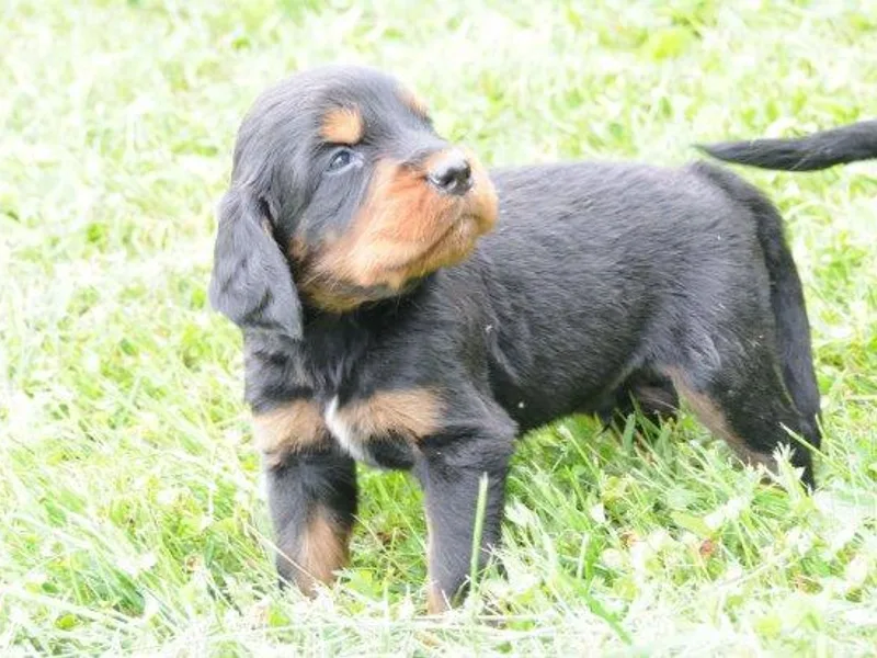 Erinfyr Setters photo 1