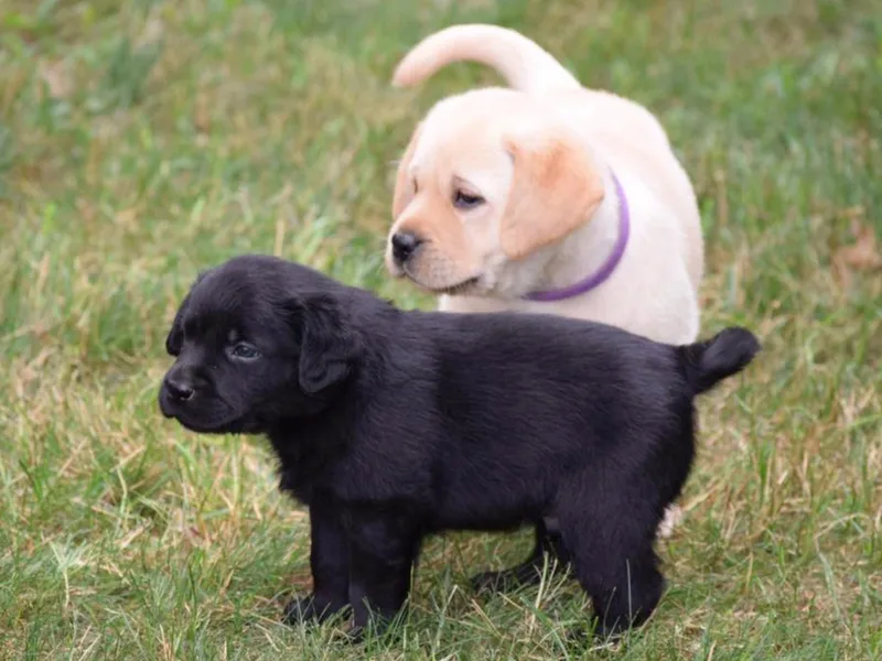 Erinhill Labradors
