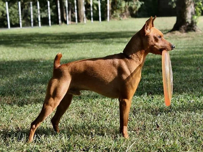 Eriphos Farm Kennel