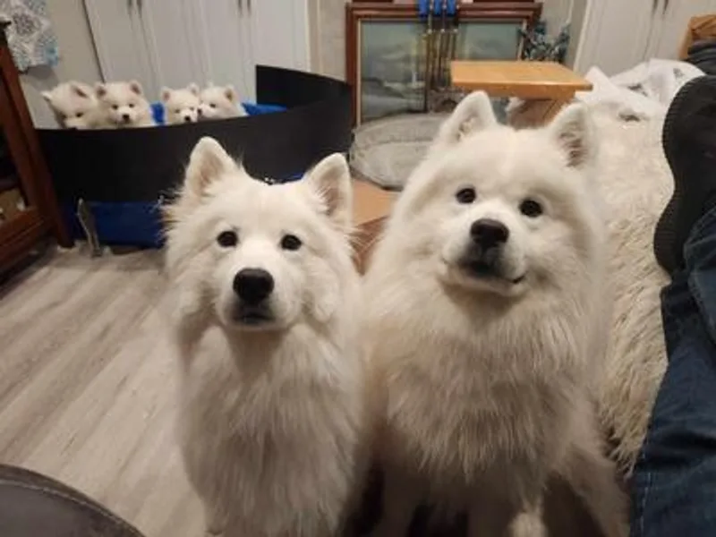 Erwin Samoyed photo 1