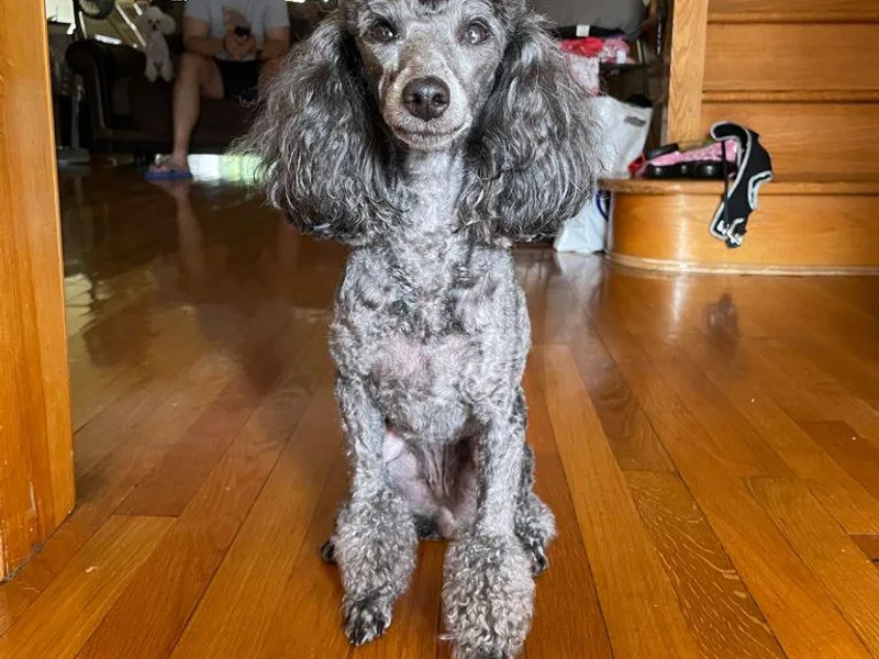 Esfir's Miniature Poodles