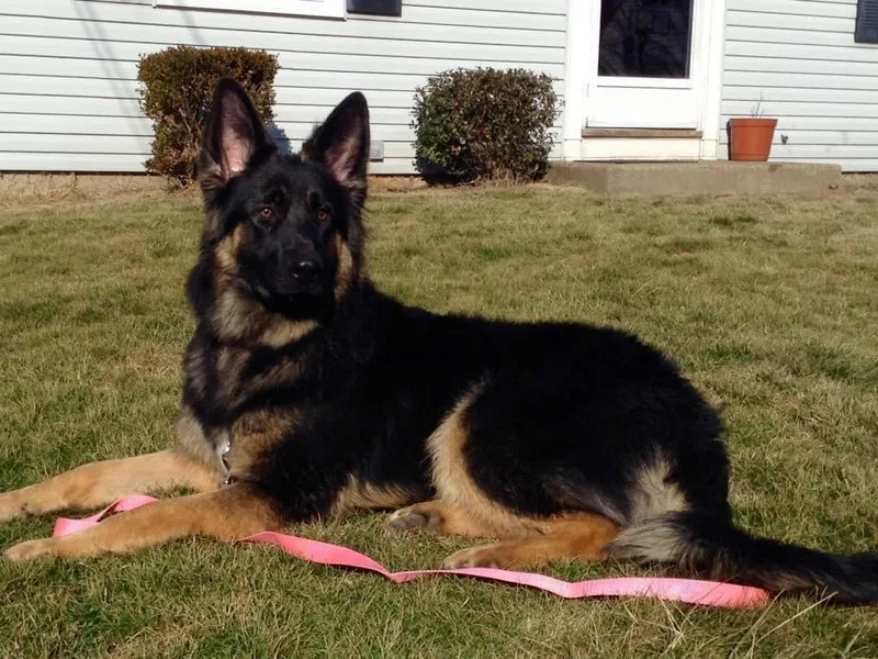 EshelmanSchwitz German Shepherd Dogs