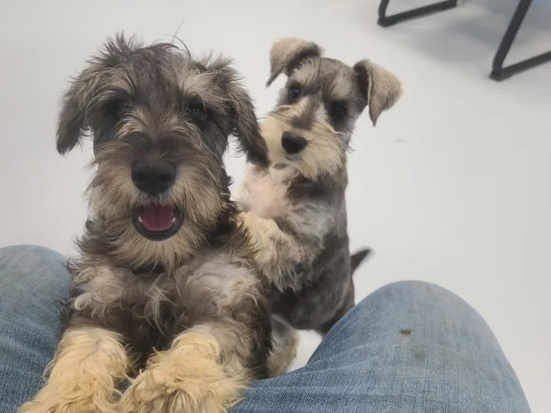 EsKay Mini Schnauzers