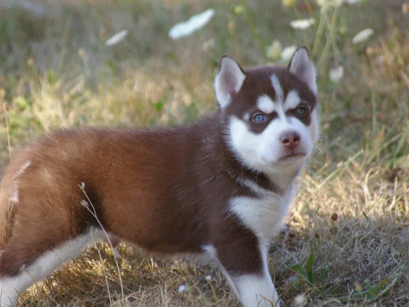 Eskridge Kennel