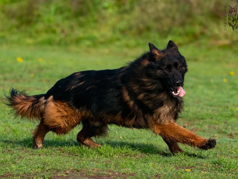 Esteemed K9 German Shepherds