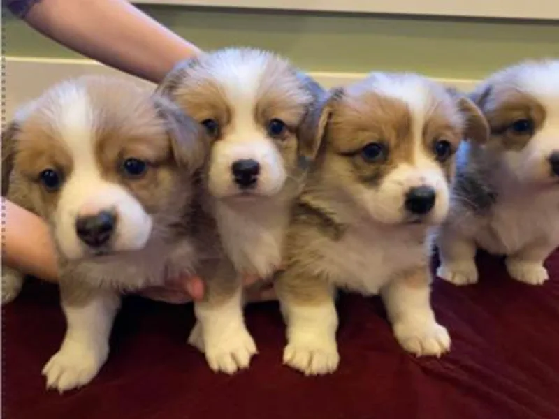 Esther's Pembroke Welsh Corgis