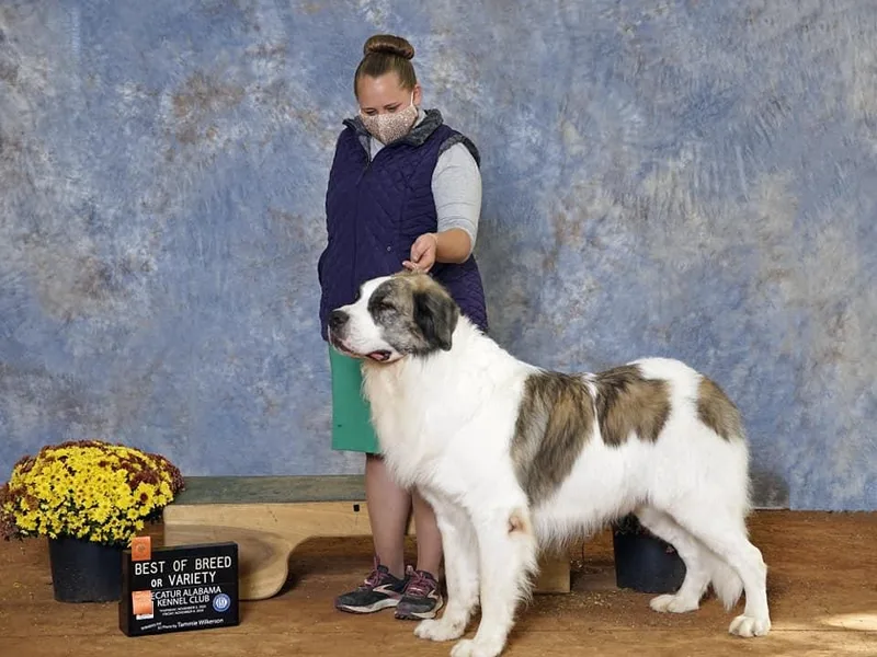 Estrella Polar Pyrenean Mastiffs