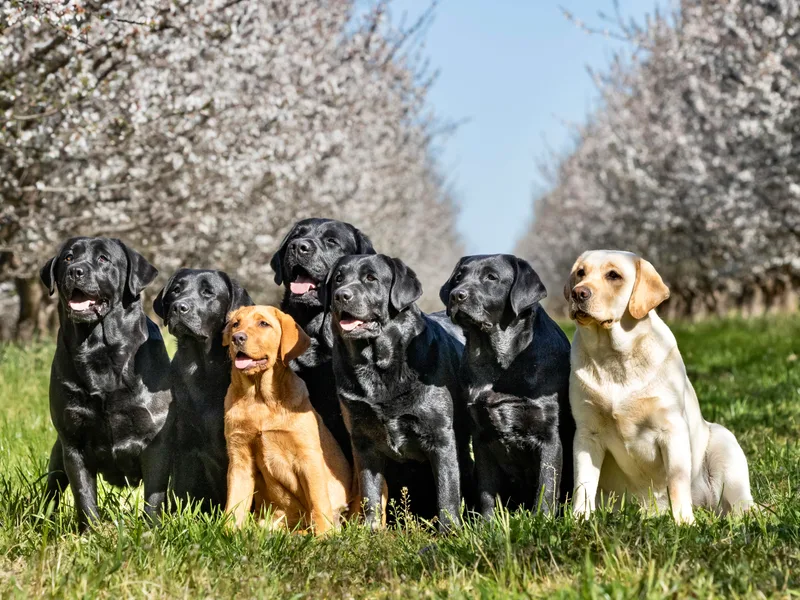 Eternity Labradors