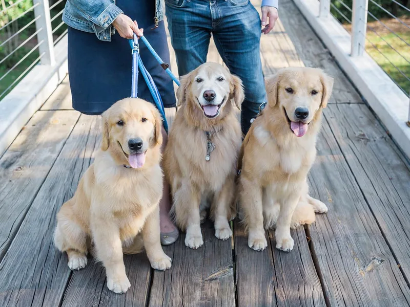 Ethos Golden Retrievers