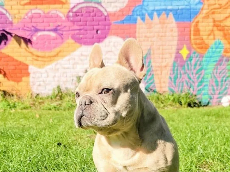 ETQ French Bulldogs