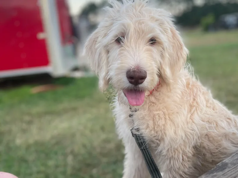 ETX Labracadabra Labradoodles