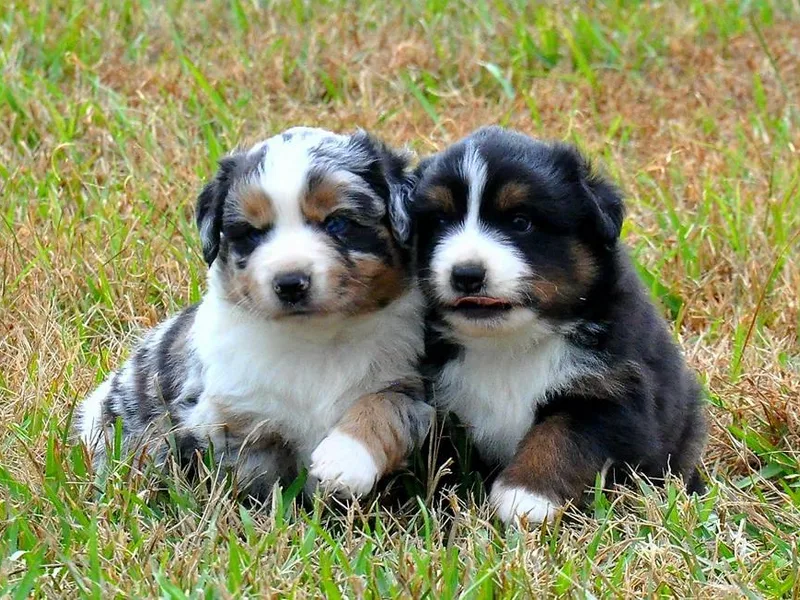 ETX Lazy D Aussies &amp; Doodles