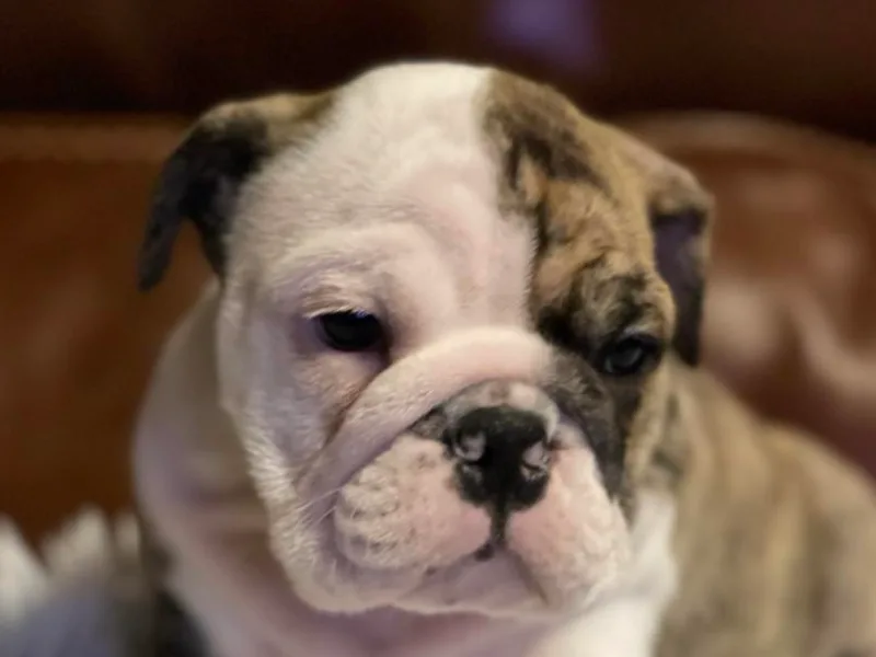 Eugene's English Bulldogs