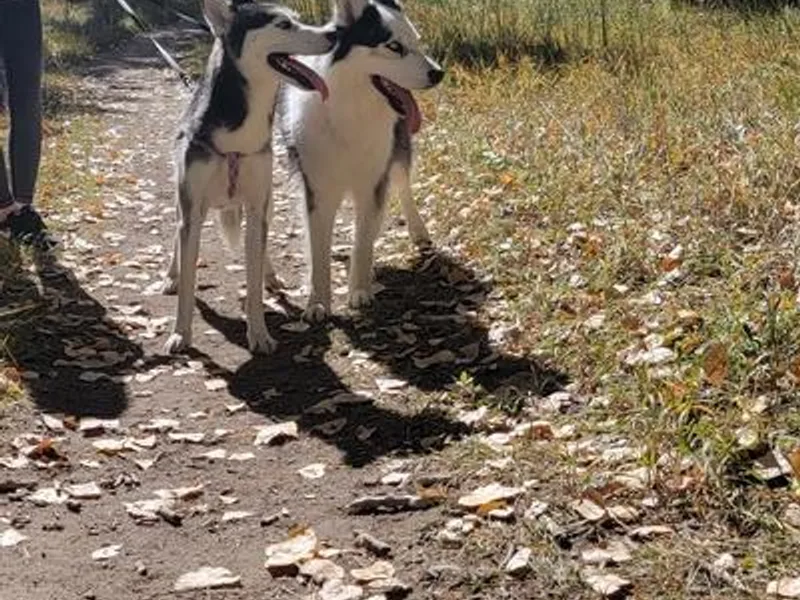 Eugene's Siberian Huskies