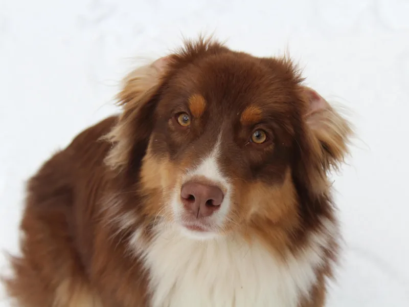 Eulenberg Farm Australian Shepherds