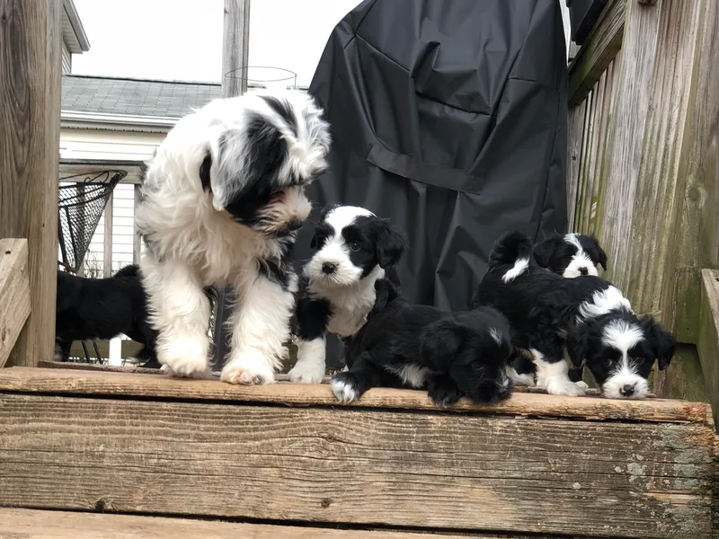 Euphoria Tibetan Terriers