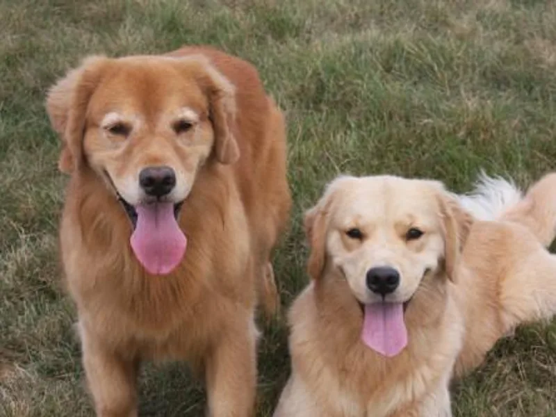 Eureeka Goldens