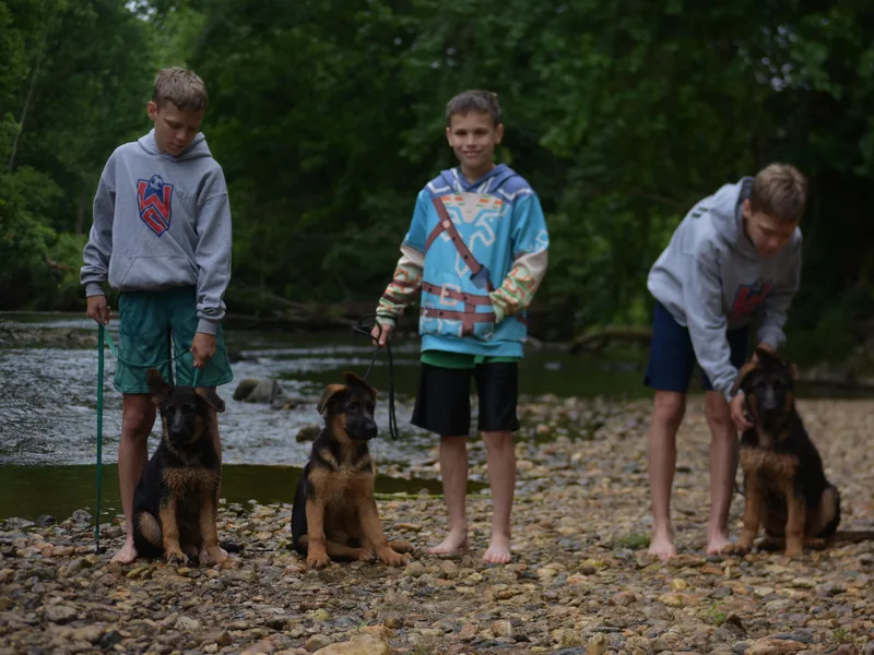 Euro Deja Shepherds - Delaware