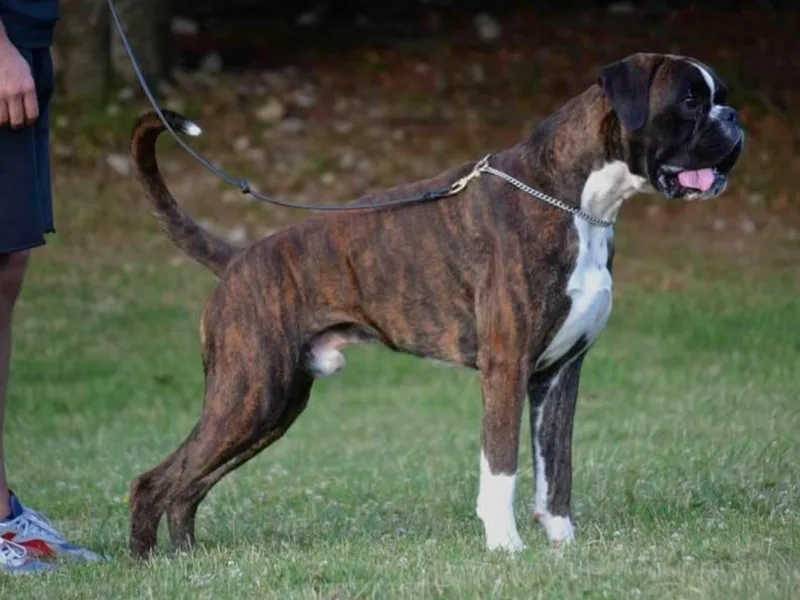 Euro-Prime Boxers