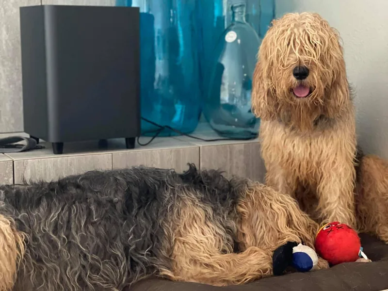 EuroAm Otterhounds