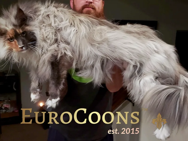 EuroCoons