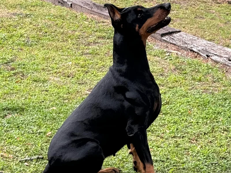 European Doberman Breeders