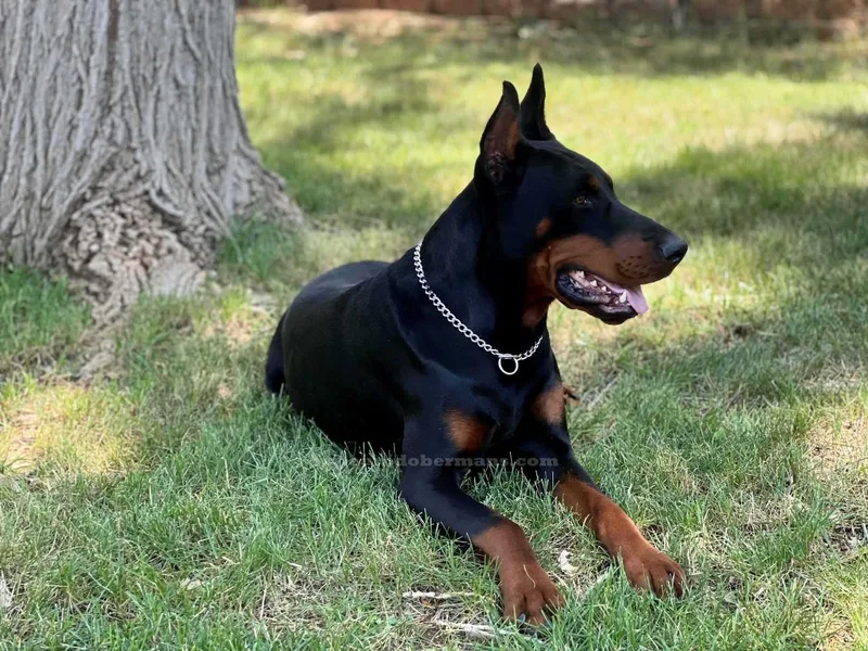 European Dobermans