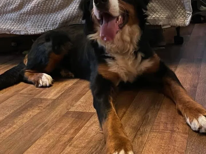 Eva Hutcherson's Bernedoodles