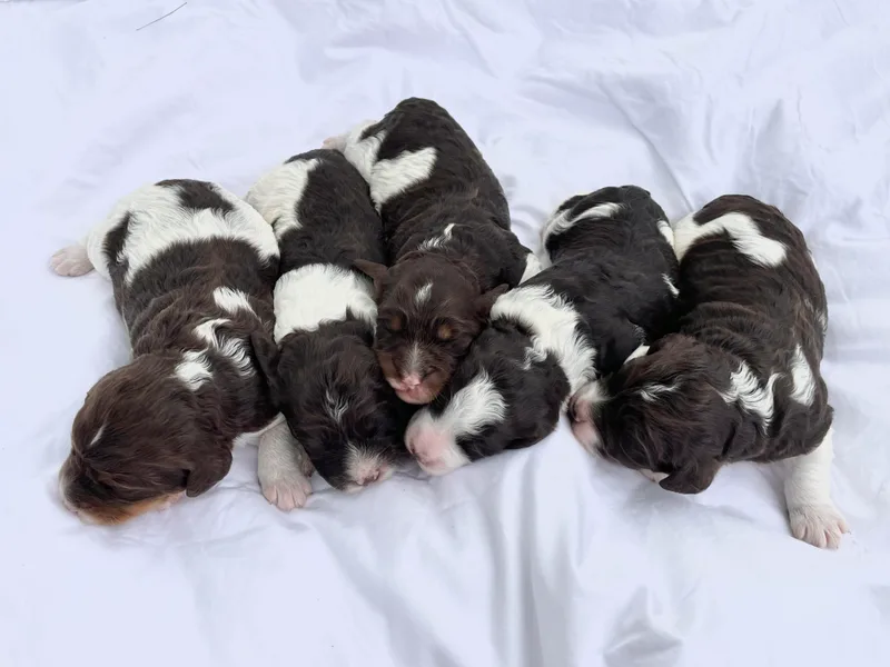 Evalina Miller's Spaniels