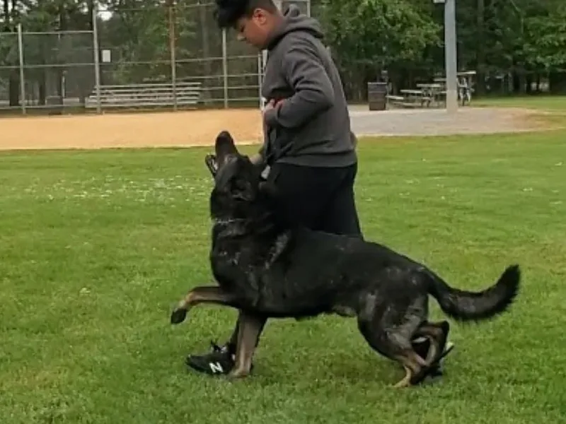 Evansstadt German Shepherds