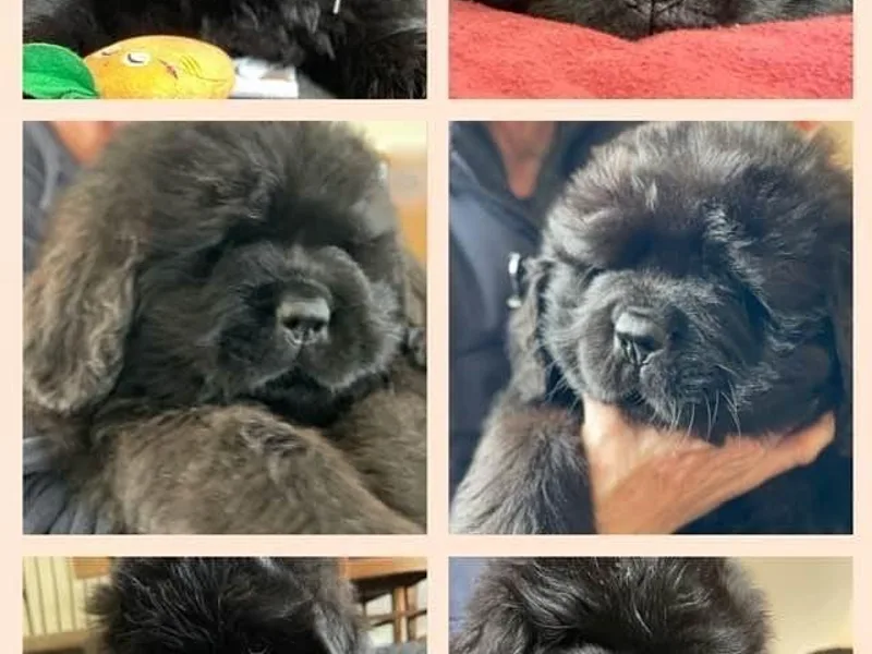 Eve Caimano's Newfoundlands