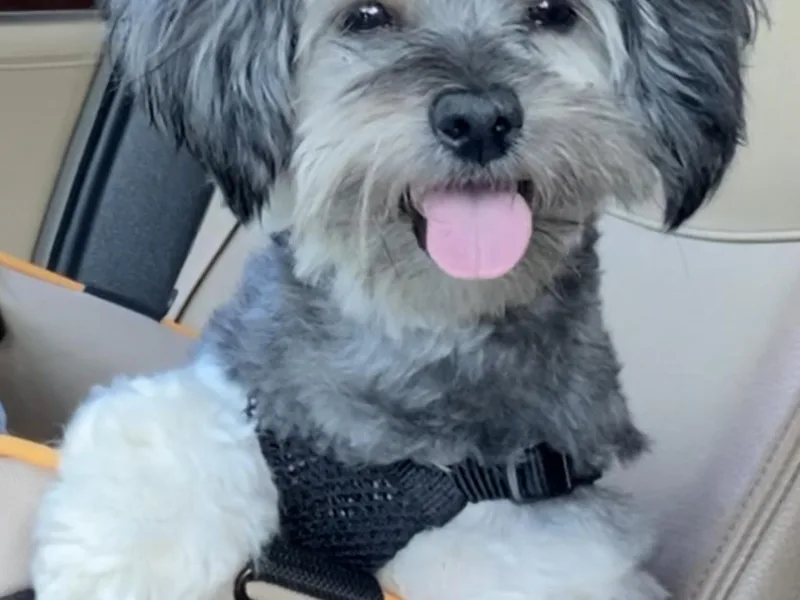 Evelyn Renee House of Aces