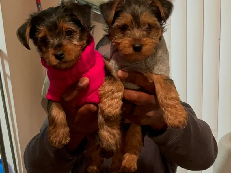 Evelyn's Yorkies