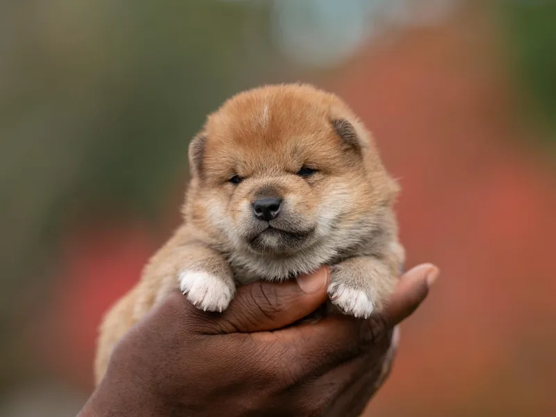 Evenfalls Shiba Inu