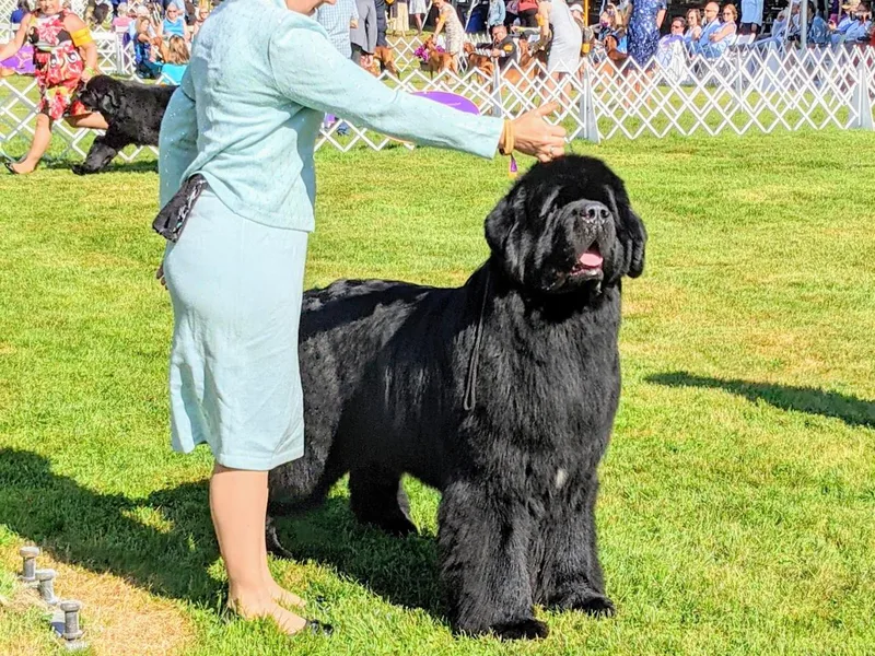 EvenKeel Newfoundlands