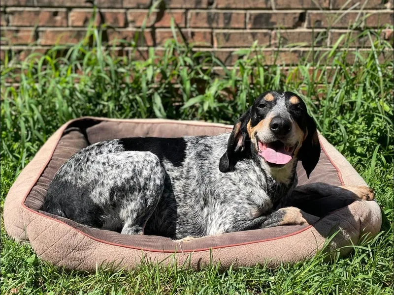 Evenstar-WesRidge Bluetick Hounds