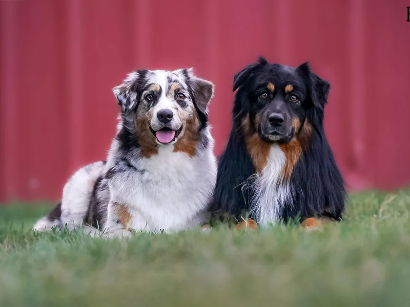 Eventide Australian Shepherds