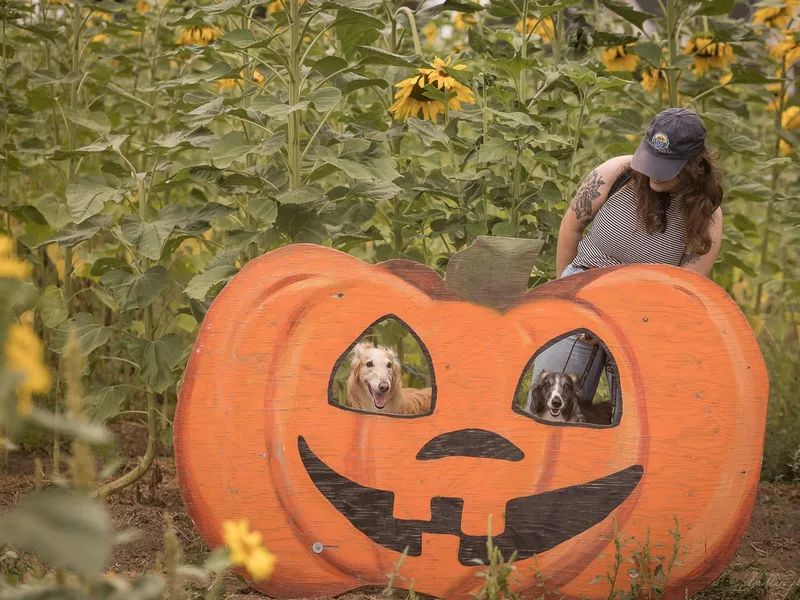 Eventide Hounds photo 1