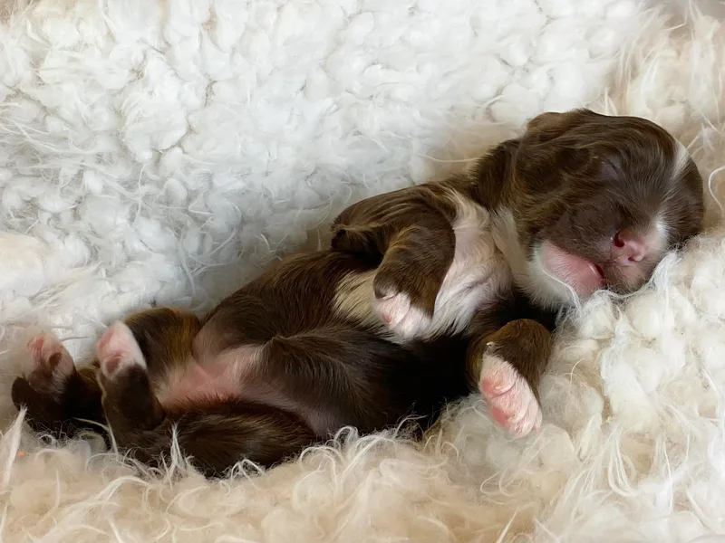 Ever After Labradoodles photo 1