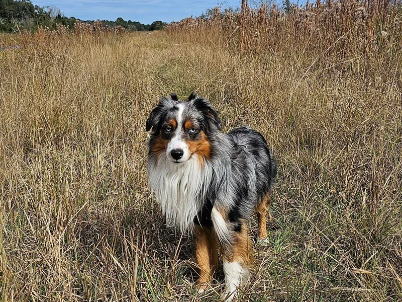 Ever After Mini Aussies