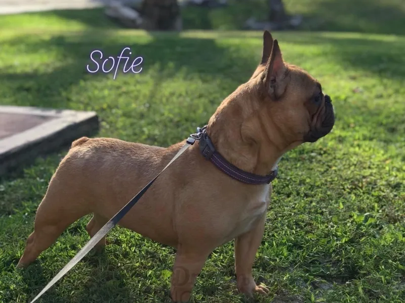 Ever Dream Frenchies