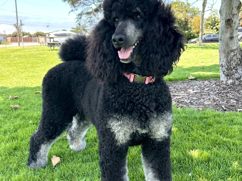 Ever So Clever Poodles