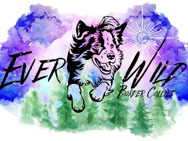 Ever Wild Border Border Collies